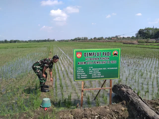 Pasiter Kodim Pemalang Terjun Langsung ke Lapangan Tinjau Tanaman Padi di Lahan Demplot