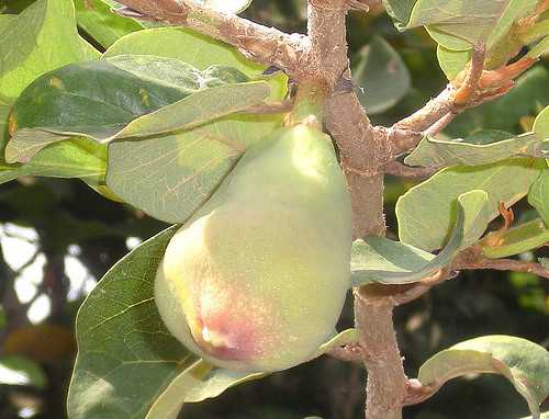 CÂY XỘP (Vương Bất Lưu Hành) - Ficus pumila - Nguyên liệu làm Thuốc Bổ, Thuốc Bồi Dưỡng