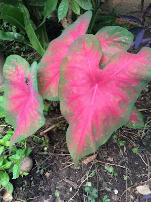 red flash - Caladium bicolor