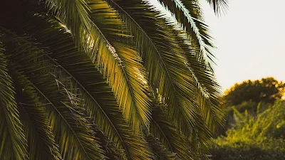 Free Tropical Island, Palm Tree, Leaves Wallpaper