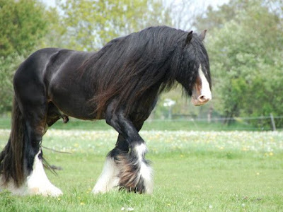 Shire Horse_associazione_mammagatta