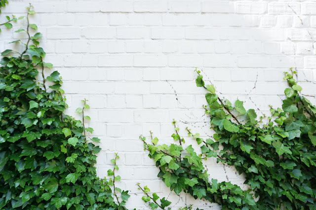 ivy plant growing up white wall