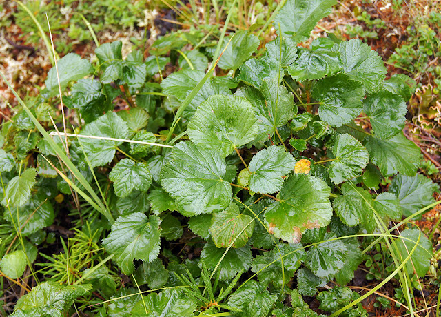 Смородина душистая (Ribes fragrans)