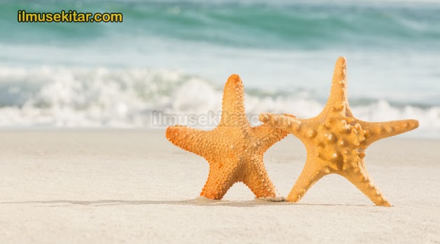 Dua bintang laut berdiri di atas pasir pantai menghadap ke laut