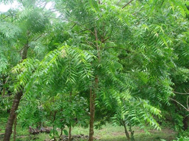 The Neem Tree (Summary)