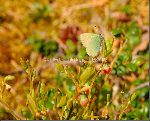 asfaltti työ vt 8 Kangasperhonen (Callophrys rubi) 095