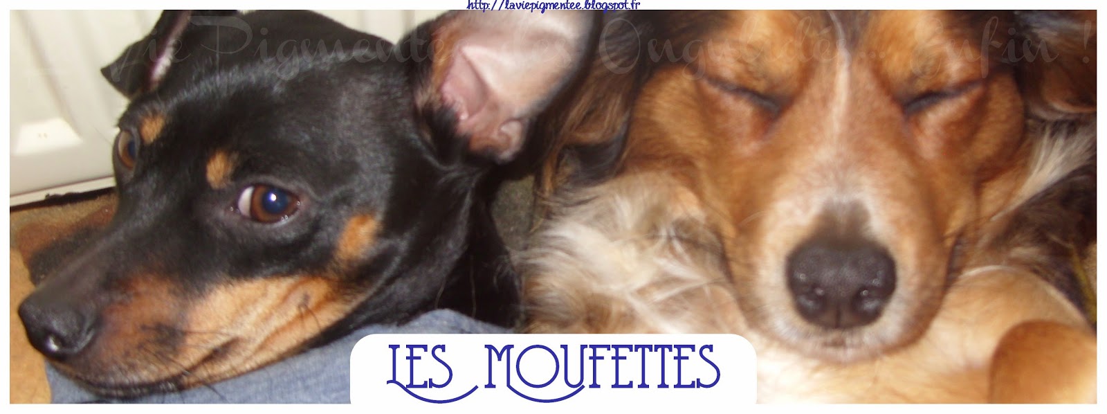 http://laviepigmentee.blogspot.fr/search/label/moufettes