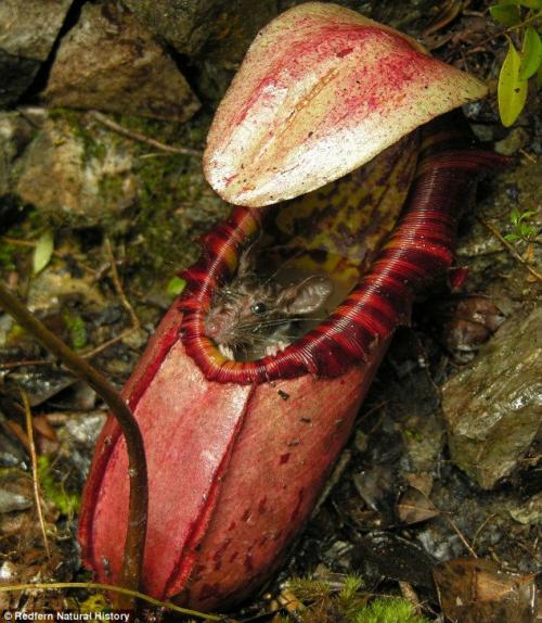 世界最大の食虫植物 ウツボカズラ ネズミをも食べる ネペンテス アッテンポロギ N ミライノシテン