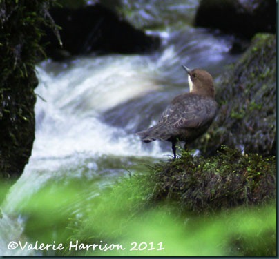 11-dipper