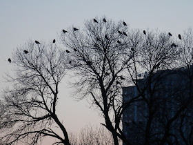 American Crows at Holy Sepulchure Cemetery; Feb 2013