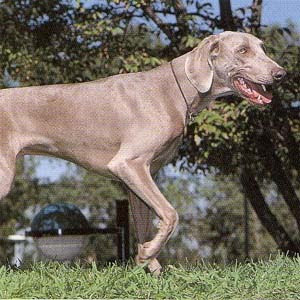 Weimaraner Photo Gallery