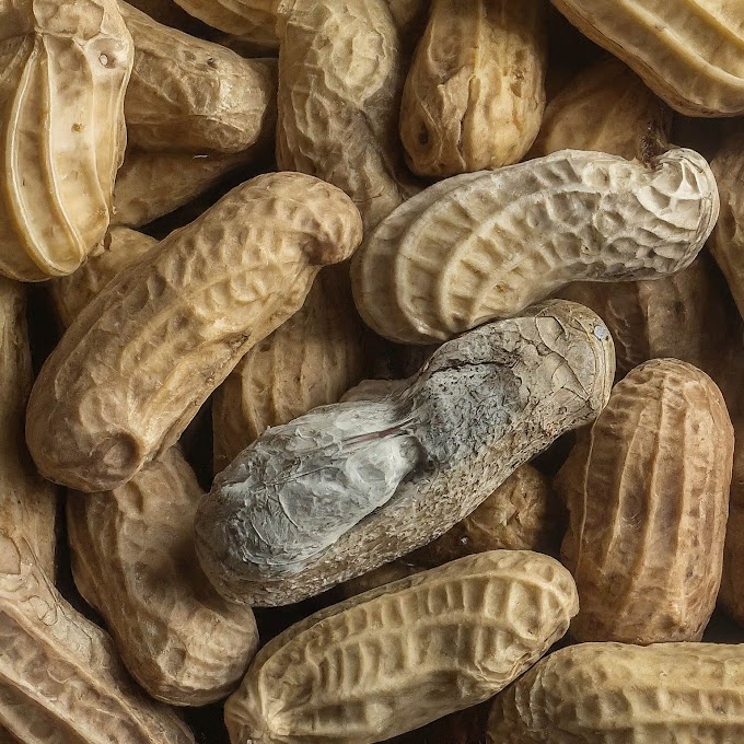 Short Answer:  what happens if you eat spoiled boiled peanuts