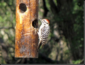 woodpecker2 [800x600]