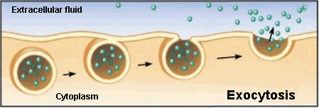 Exocytosis process