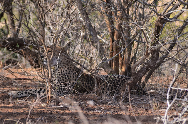 Leopard Near #LowerSabie Rest Camp @SANParksKNP @SANParks #SA #PhotoYatra #TheLifesWayCaptures