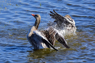 Wildlifefotografie Gefiederpflege Graugans Olaf Kerber