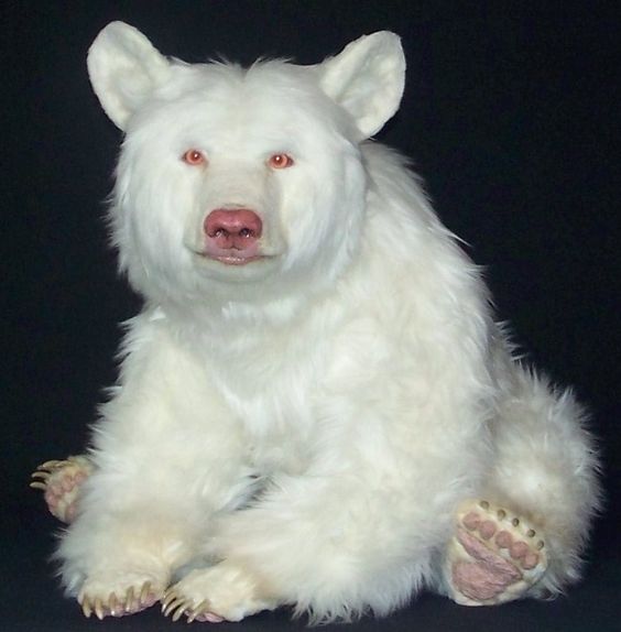 Bear | A-Z List of 125 Rare Albino Animals [Pics]