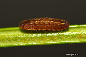 Plains Cupid - Chilades pandava