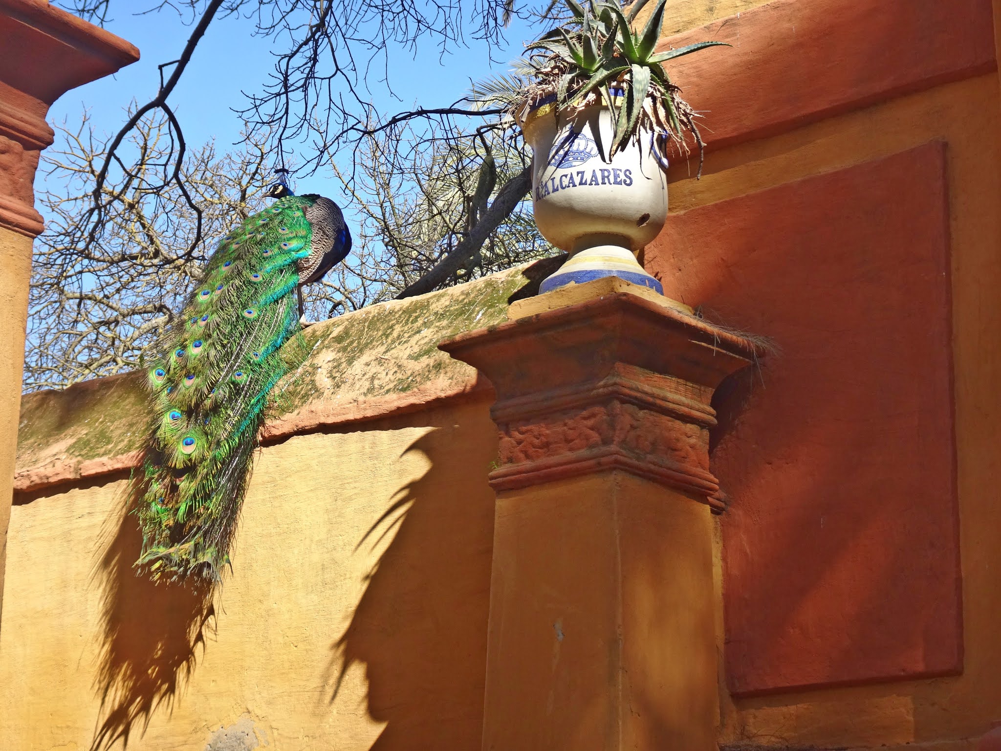 Jardines del Real Alcazar