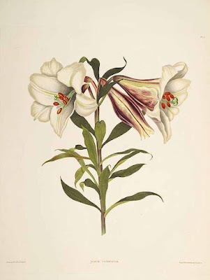 Лилия японская (Lilium japonicum)