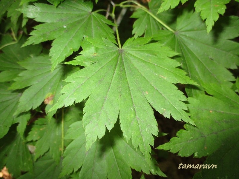 Клён ложнозибольдов (Acer pseudosieboldianum)