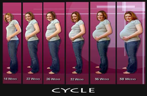 Foto Siklus selama Masa Kehamilan