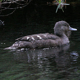 anade negro Anas sparsa aves de Africa