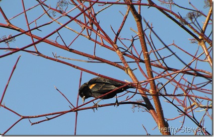 Red-wing Blackbird