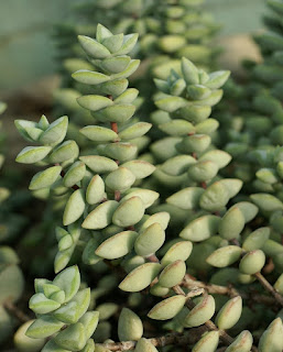 Crassula rupestre - Crassula rupestris