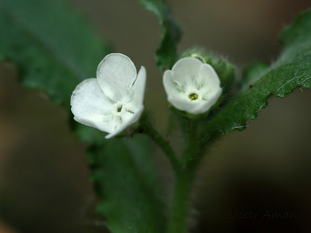 Omphalodes japonica