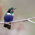 O banho do Beija-flor-de-gravata-verde em duas localidades de campos rupestres em Minas Gerais