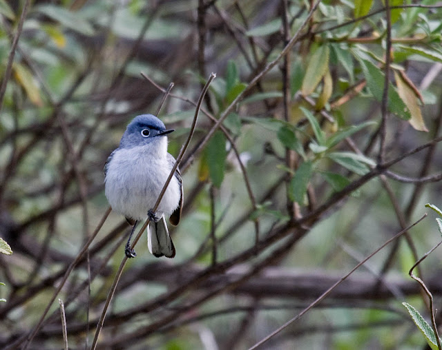 Blue-gray Gnatcatchers