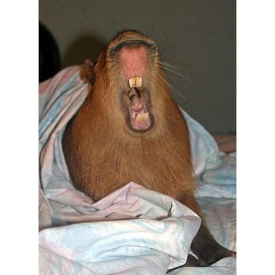 Caplin Rous, World's Most Famous Capybara Seen On www.coolpicturegallery.us