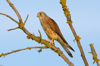 Cernicalo primilla-Falco naumanni-rapaces-aves-aves rapaces-cernicalo primilla hembra-