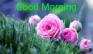 Good morning rose images