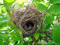 Birds Nest Tree