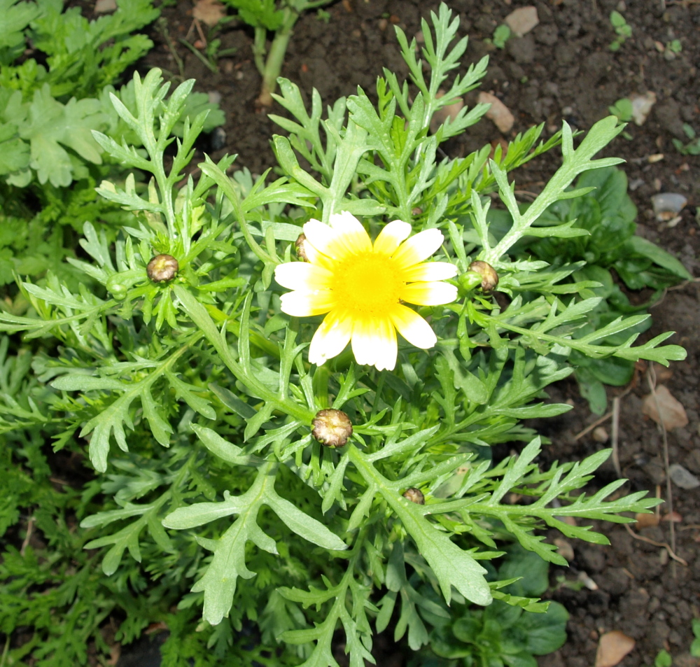 Raw Edible Plants: Edible Chrysanthemum Chrysanthemum coronarium