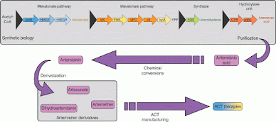 Sanofi company new chemical process produces antimalarial artemisinin