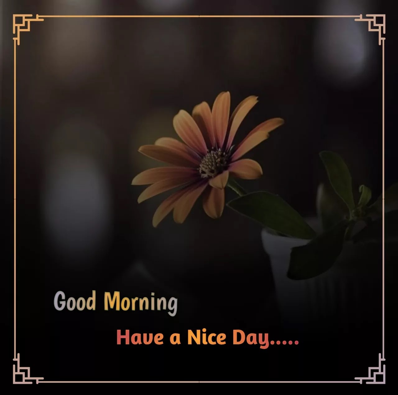 Download 20+] Good Morning Wishes