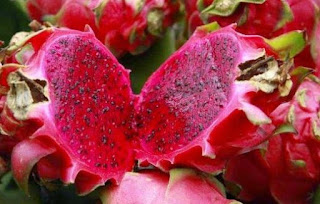 Efficacy of red dragon fruit