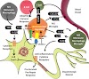 Overview of Inflammation