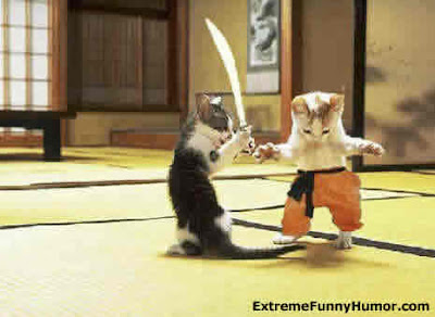 samurai cat, kucing samurai, funny cat, kucing lucu, kucing aneh, kucing langka