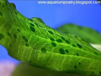 Green Spot Alga