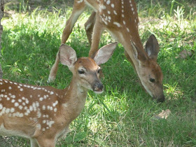 CHMusings: Fawns 1