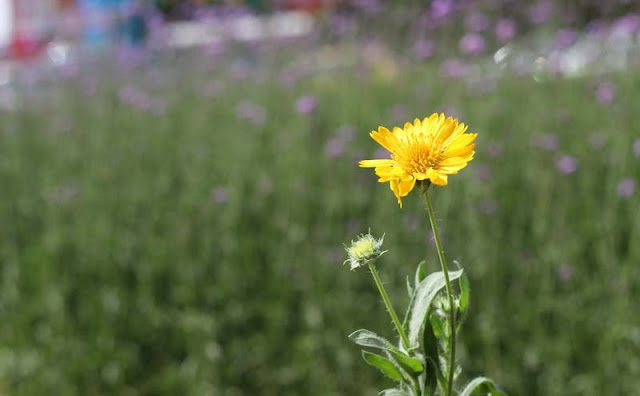 Gaillardia Grandiflora Mesa Yellow Flowers