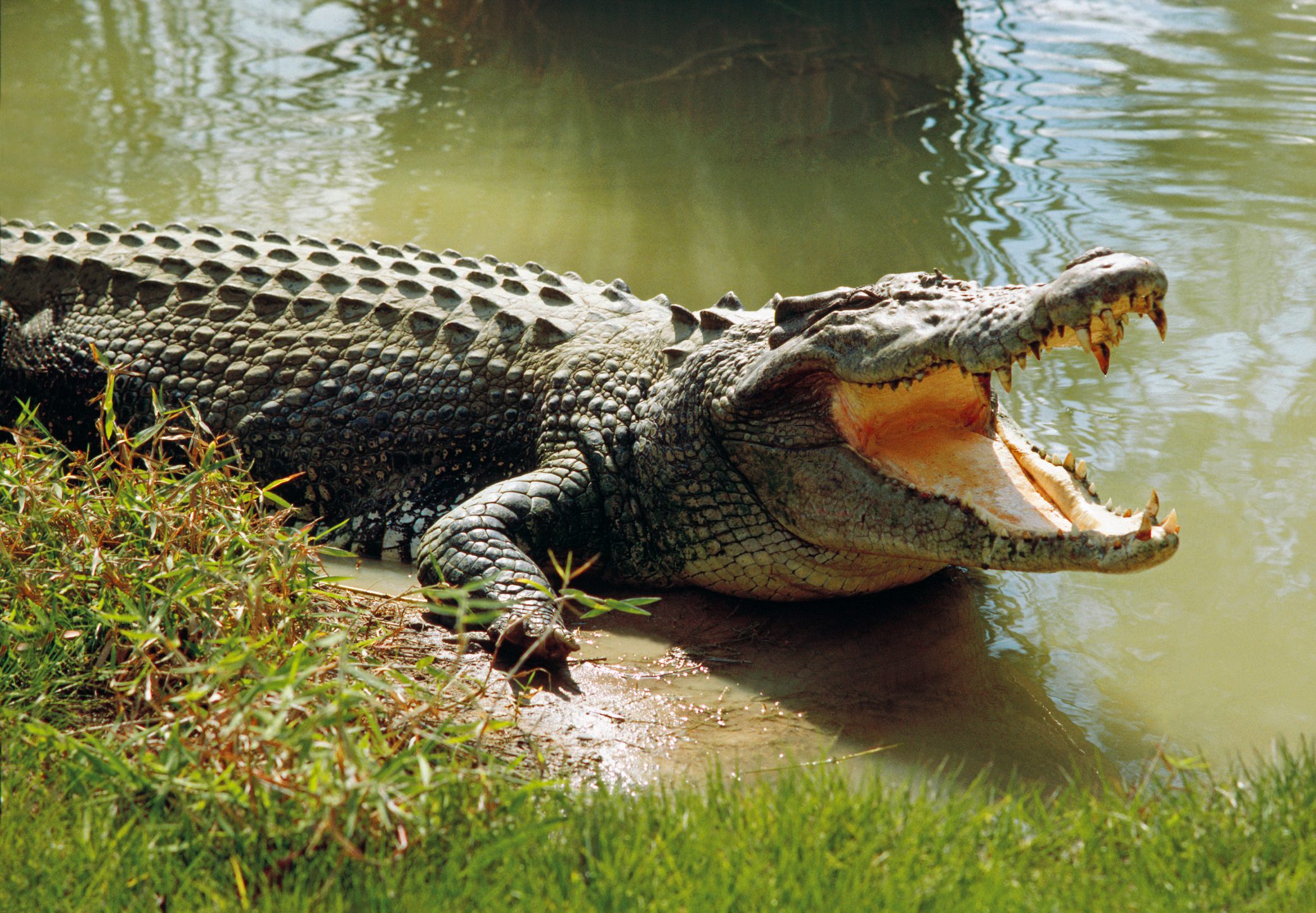 A Crocodile