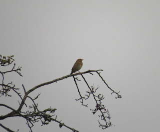 Tree Pipit