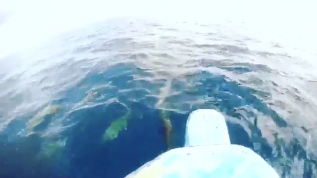 Kawanan Lumpa-Lumba di Bawah Perahu Kami