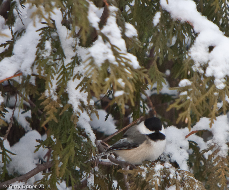 black capped chickadee, snow, cedar