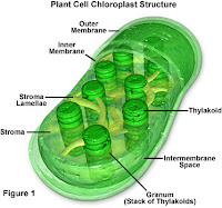 Wapipi Biology with Dr.Jun: Concept 8.1 Photosynthesis ...